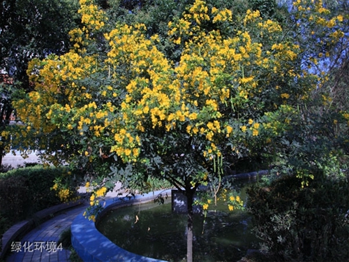 貴州盤江技校(貴州盤江投資控股集團(tuán)有限公司技工學(xué)校)綠化環(huán)境4