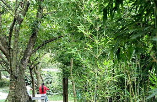 貴州省電子工業(yè)學(xué)校（貴州省機電技工學(xué)校）寧靜典雅的校園2