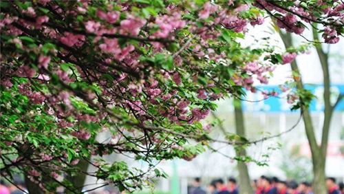 貴州鐵路技師學(xué)院(貴陽鐵路工程學(xué)校、貴陽鐵路高級技工學(xué)校)和尚坡校區(qū)春景