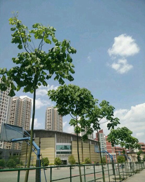 四川省衛(wèi)生學(xué)校龍泉校區(qū)籃球場(chǎng)（龍泉校區(qū)）