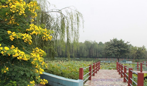四川大學(xué)附設(shè)華西衛(wèi)生學(xué)校（成都華西衛(wèi)校）美麗的植物