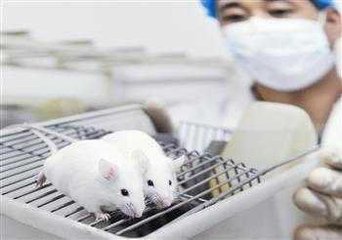 動物藥學專業(yè)學子在研究白鼠