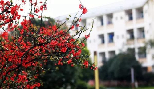 都江堰市職業(yè)中學海棠花