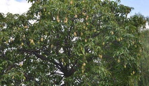 四川省攀枝花衛(wèi)生學(xué)校芒果飄香