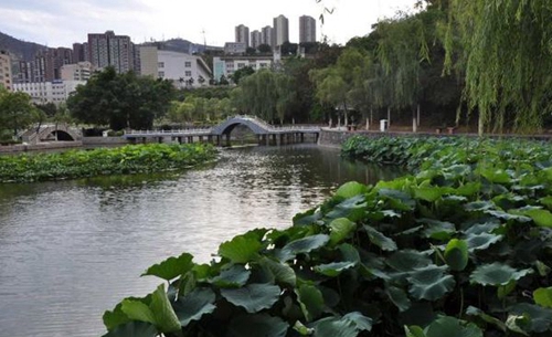 四川省攀枝花衛(wèi)生學(xué)校蓮