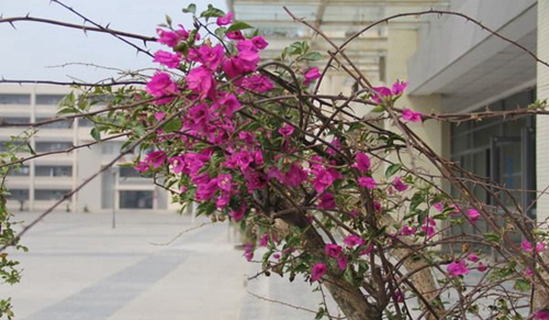 大邑縣技工學校大邑職高夏之花3