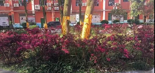 達(dá)州華南理工職業(yè)技術(shù)學(xué)校校園草坪