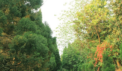 攀枝花市華森職業(yè)學(xué)校校園道路