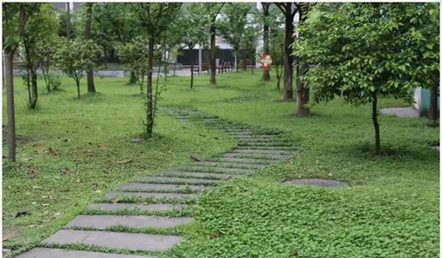 四川省敘永縣職業(yè)高級中學(xué)校校園小路