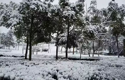 重慶電子工程職業(yè)學院雪樹