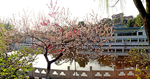 重慶信息技術(shù)職業(yè)學院湖畔花樹