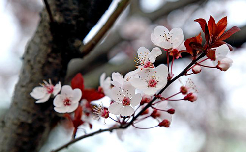 重慶信息技術(shù)職業(yè)學院校園鮮花