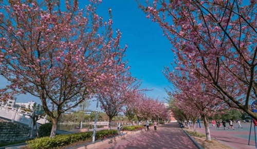 四川交通職業(yè)技術學院浪漫花路