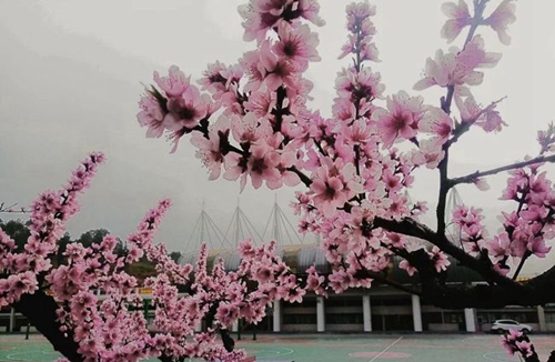 黔南民族醫(yī)學高等專科學?；ㄩ_校園