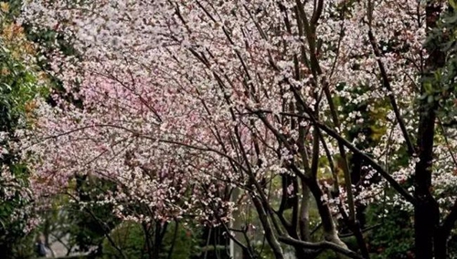 貴州電子信息職業(yè)技術(shù)學(xué)院百花盛開(kāi)