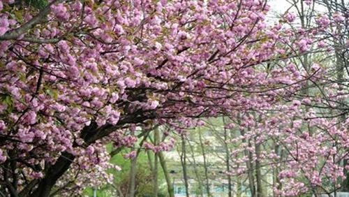 貴州工業(yè)職業(yè)技術學院校園風物紀實4