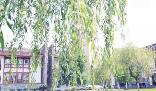 成都東軟學(xué)院柳樹(shù)