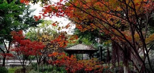 成都市第十八中學校校園風景