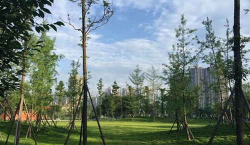 成都市三原外國(guó)語(yǔ)學(xué)校清新的銀杏林