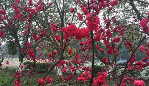 成都市三原外國(guó)語(yǔ)學(xué)校三原桃花林