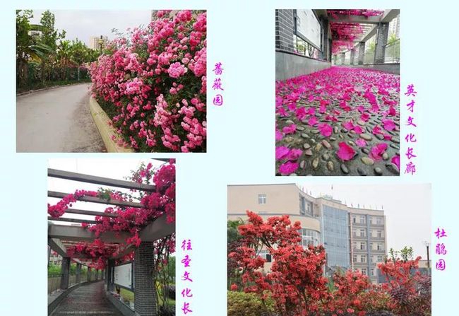 榮縣一中學(xué)?；▓@