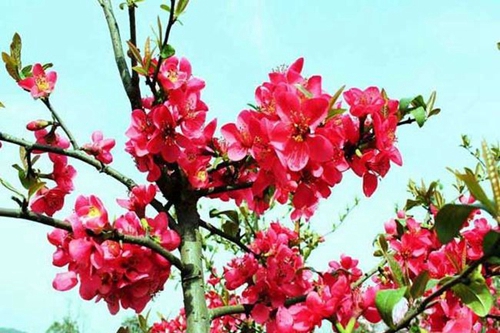 成都市籍田中學(xué)校園鮮花