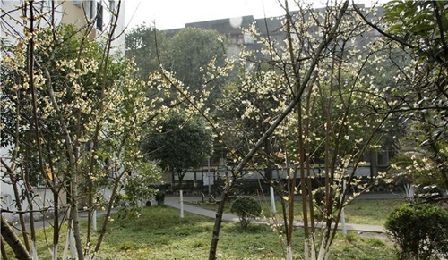 綿陽市秀水中學(xué)校校園環(huán)境1