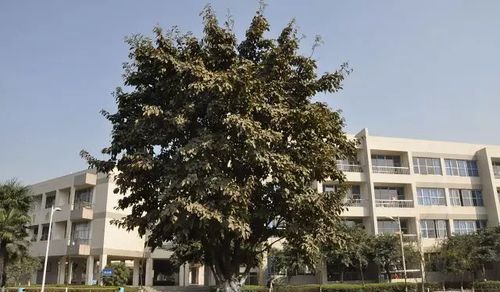 四川省什邡中學(xué)校園綠化
