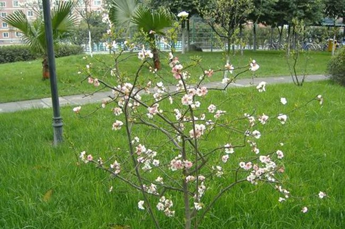 成都西川中學(xué)校園一角