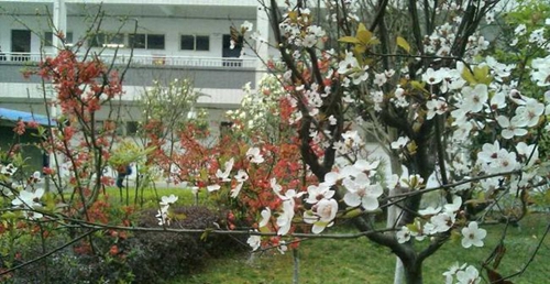 四川省德陽(yáng)市第三中學(xué)校園風(fēng)光1