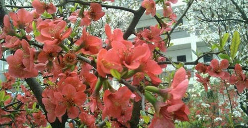 四川省德陽(yáng)市第三中學(xué)校園風(fēng)光2