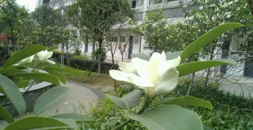 四川省德陽(yáng)市第三中學(xué)校園風(fēng)光3