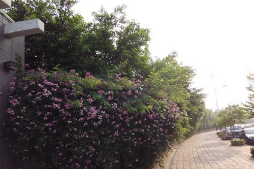 四川省德陽(yáng)市第三中學(xué)校園景色1