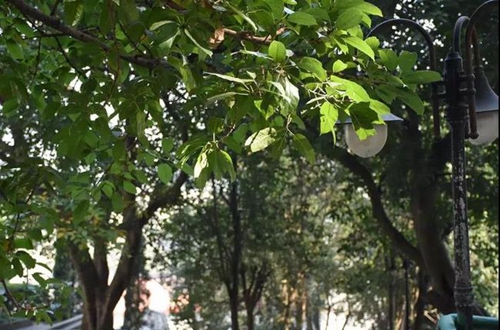 簡陽市養(yǎng)馬中學(xué)校園綠樹