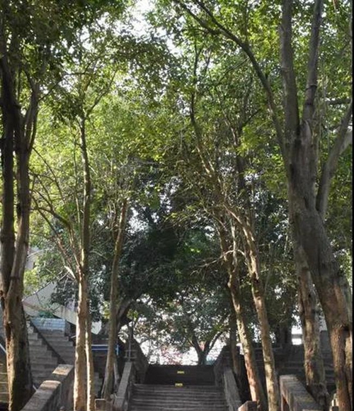 簡陽市養(yǎng)馬中學(xué)校園臺階