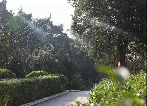 簡陽市養(yǎng)馬中學(xué)校園小徑