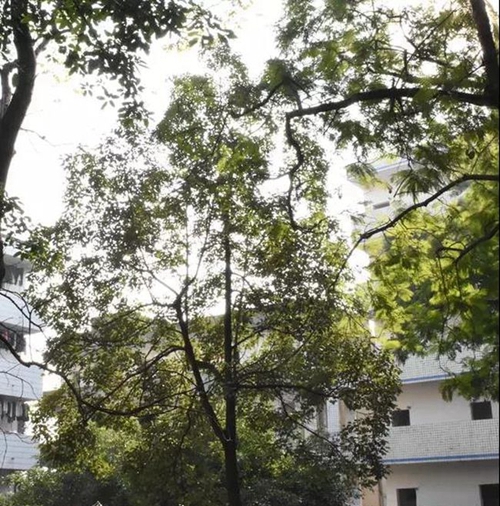 簡陽市養(yǎng)馬中學(xué)校園一角