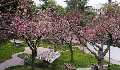 簡陽市賈家中學(xué)花樹