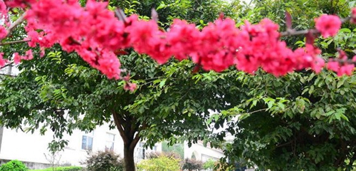 簡陽市賈家中學(xué)綠樹掩映