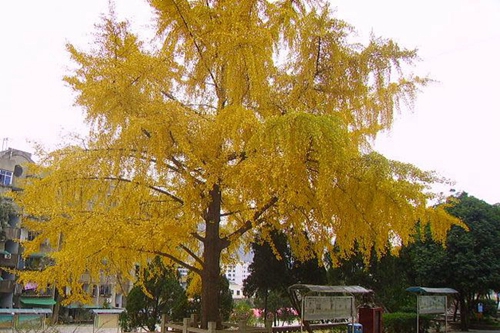 四川省劍閣中學(xué)校校園環(huán)境1