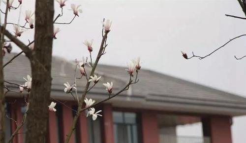 樹德中學(xué)博瑞實(shí)驗(yàn)學(xué)校春回校園