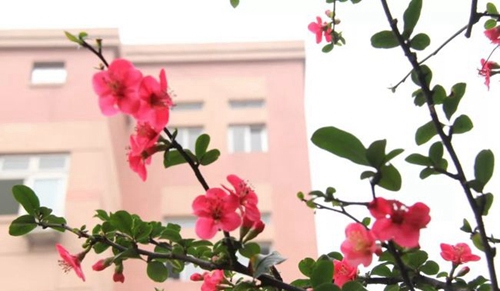 樹德中學(xué)博瑞實(shí)驗(yàn)學(xué)校校園花開