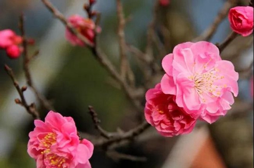四川省成都市龍泉中學(xué)校一花
