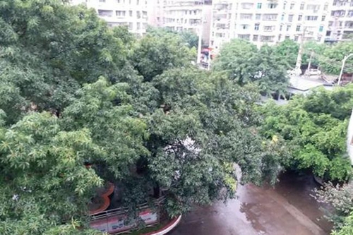 威遠(yuǎn)縣自強(qiáng)中學(xué)學(xué)校風(fēng)景