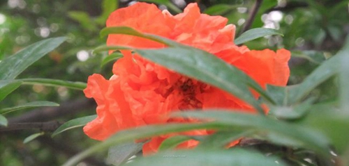 四川省大邑中學(xué)榴花