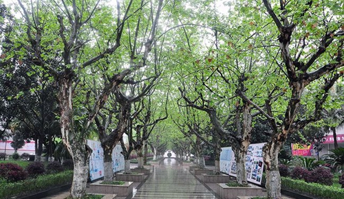 雁江區(qū)中和中學樹林