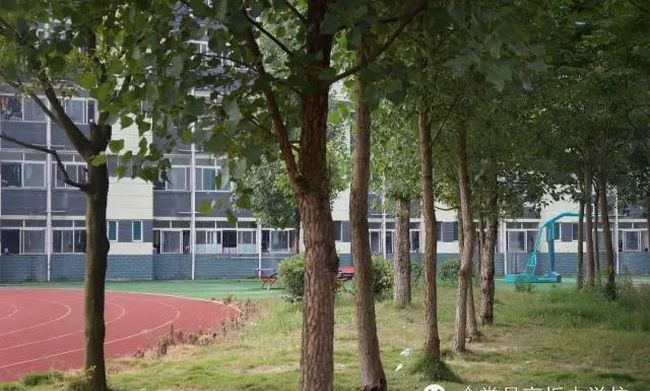 金堂縣高板中學校校園樹林