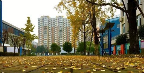 成都市成飛中學秋日落葉