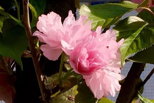 成都市成飛中學校園鮮花
