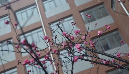 成都七中萬達學校(國際部)春梅花開